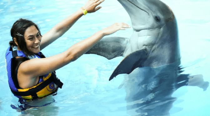 Dolphin Hug