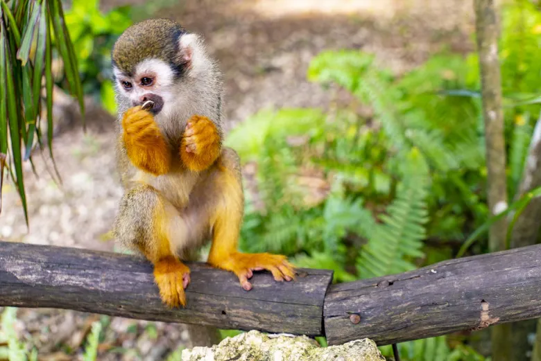 Macaco Monkeyland Dominican Republic