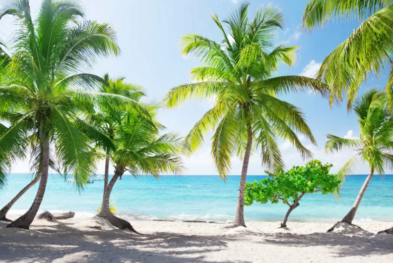 Palms Catalina Island, Dominican Republic.