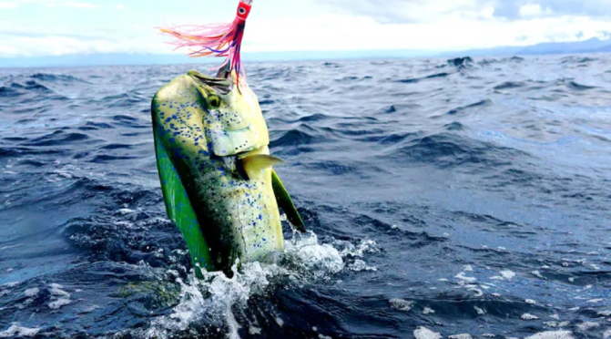 Mahi Mahi Fish