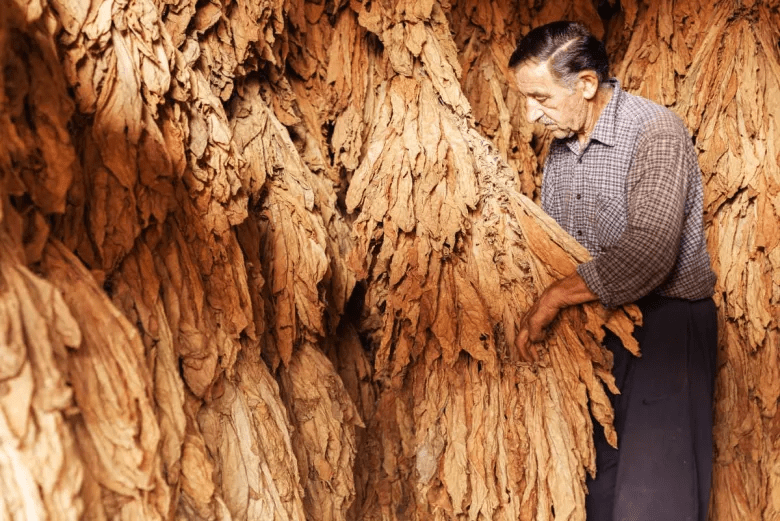 Tabacco Plantation Higuey