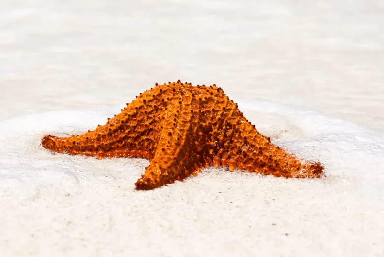 Starfish Bahia de las Aguilas