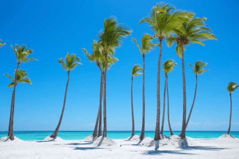 Coconut trees Juanillo Beach