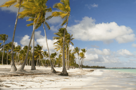 Coconut trees Juanillo Beach