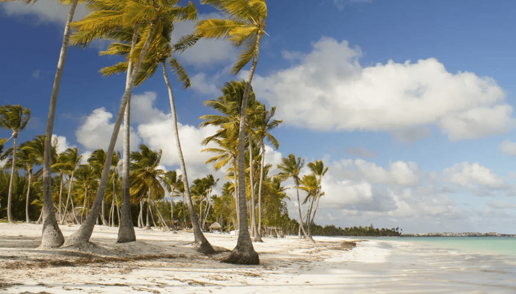 Coconut trees Juanillo Beach